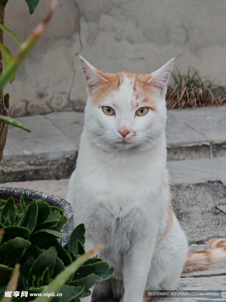 白橘猫坐于绿植旁