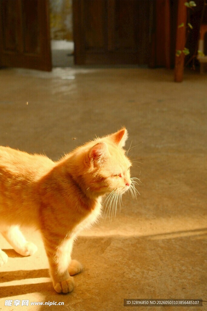 阳光下的橘猫