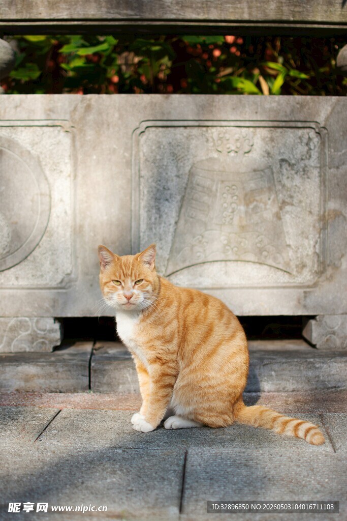 石栏旁的橘猫