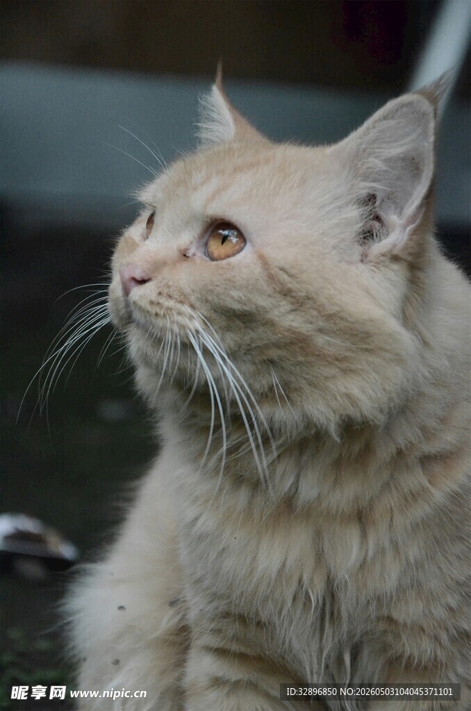 浅黄猫咪仰头专注模样