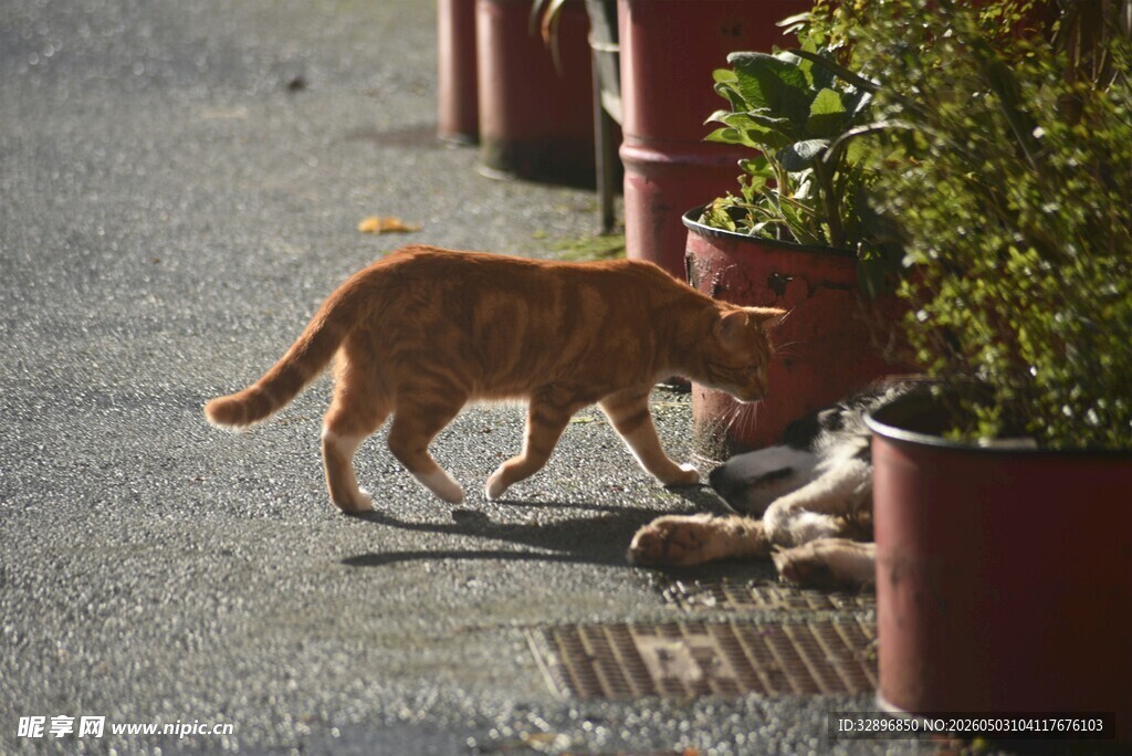 路边猫咪嗅探绿植
