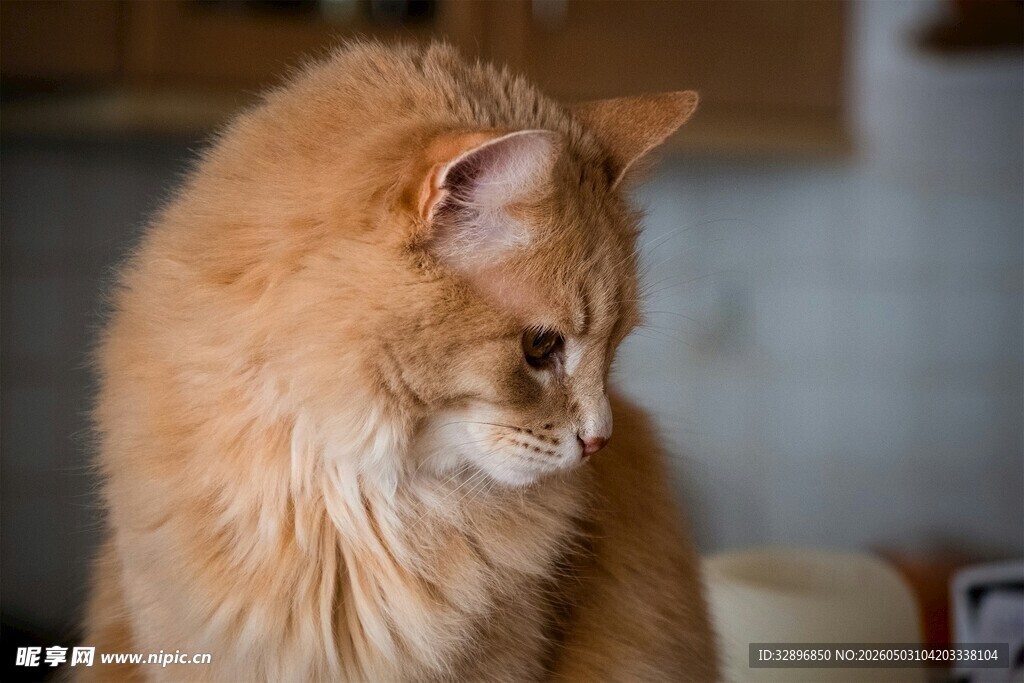 橘色猫咪转头特写