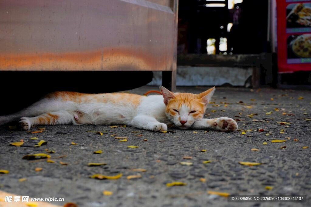 车底小憩的猫咪