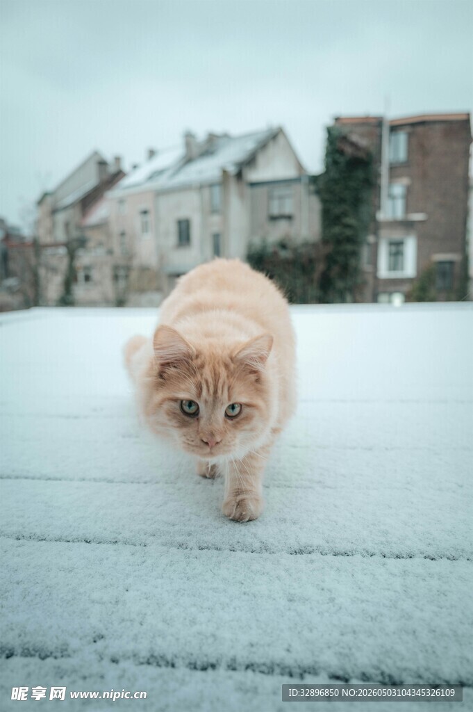 雪地中的橘猫