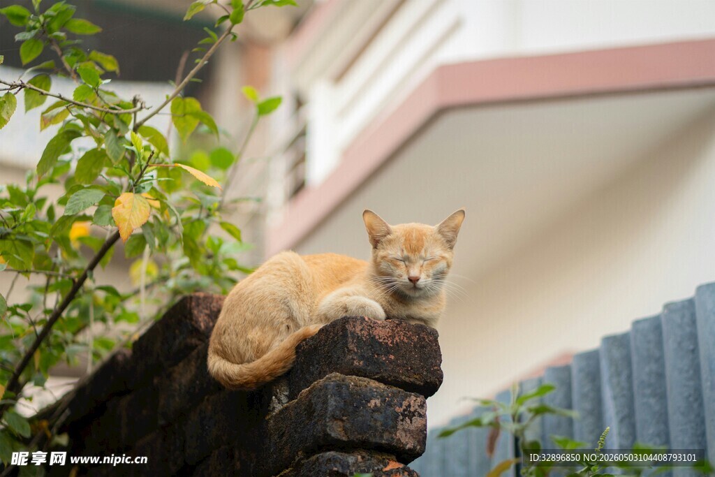 墙头橘猫悠然独处