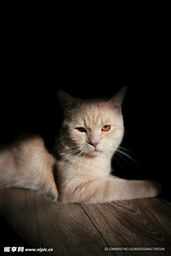 慵懒猫咪于暗室木地板上
