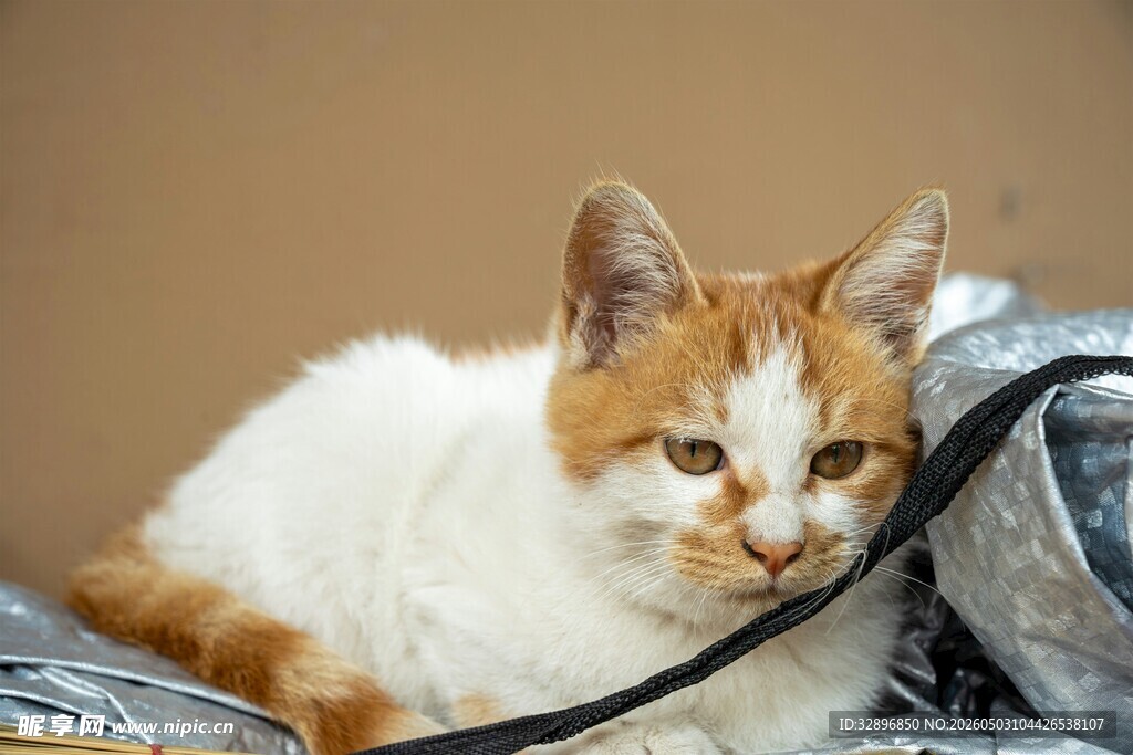 橘白小猫咬着黑色带子