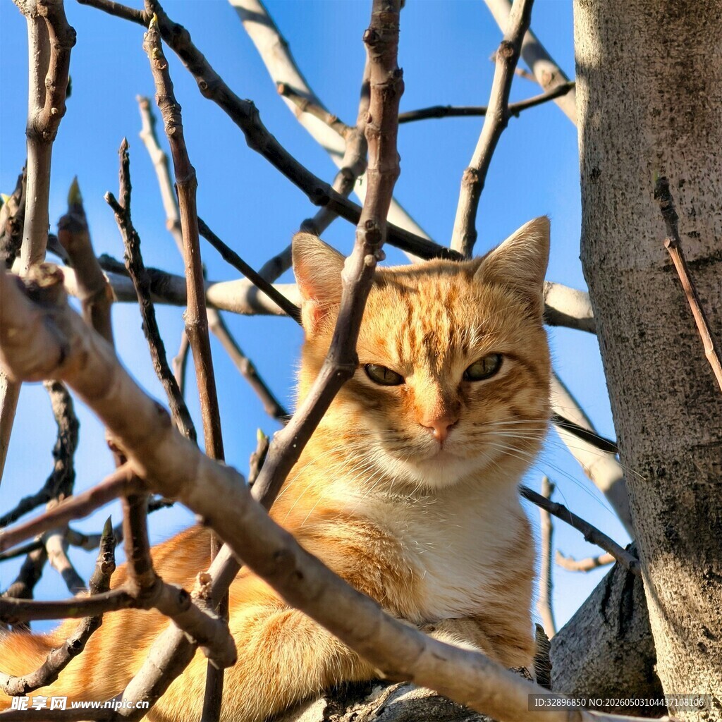 树上的橘猫