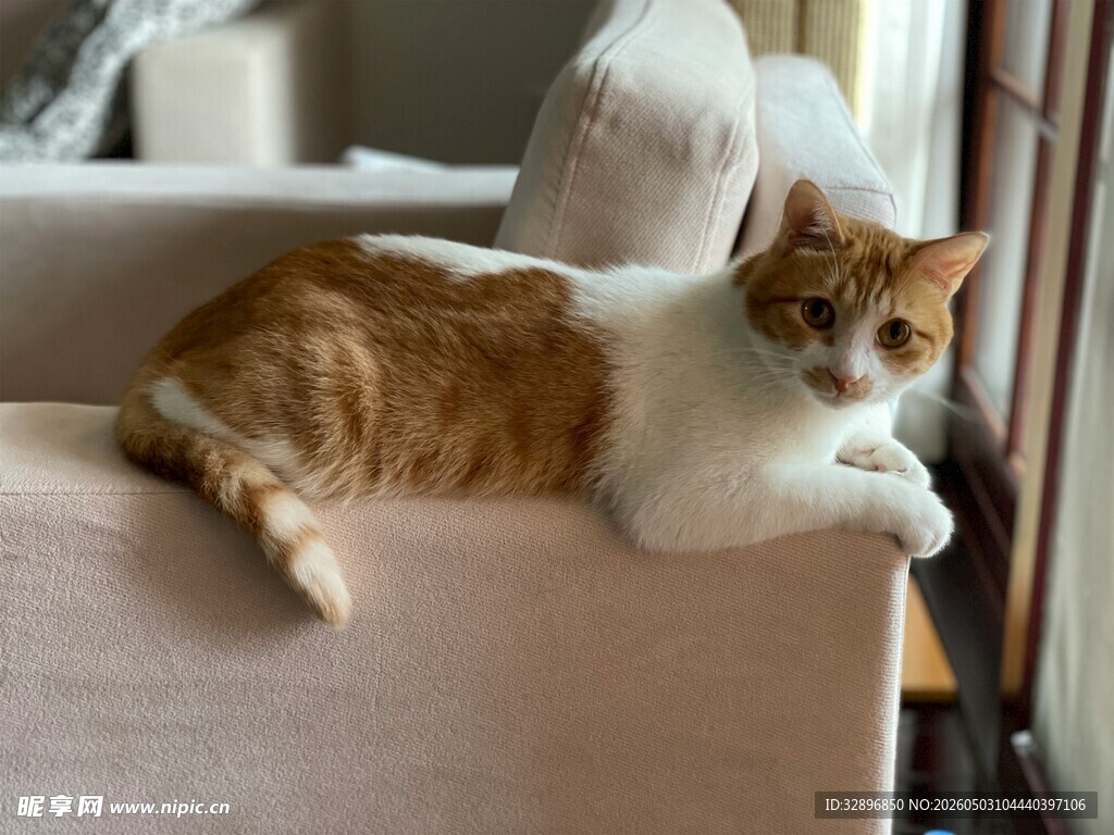 慵懒猫咪趴卧沙发