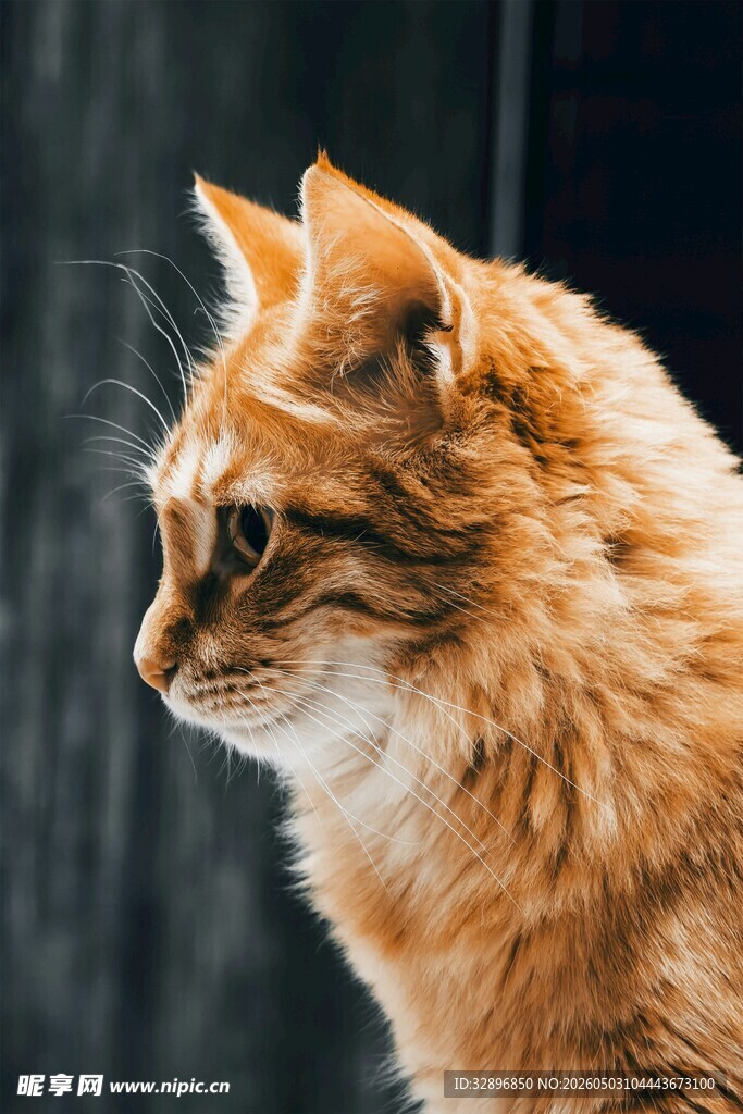 橘色长毛猫的优雅侧影