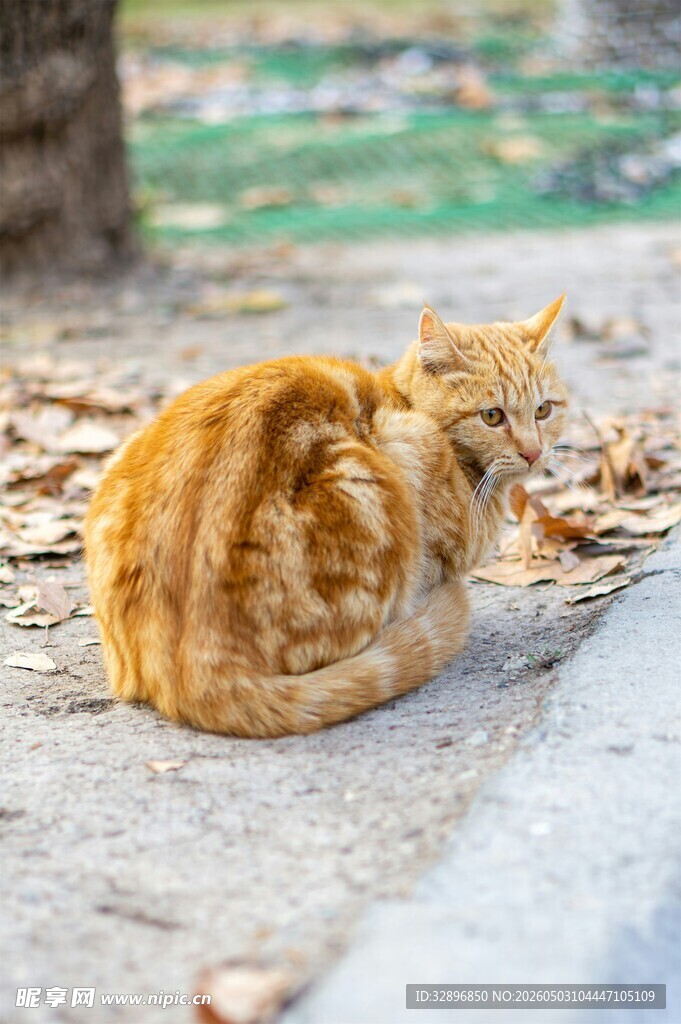 路边蜷卧的橘猫