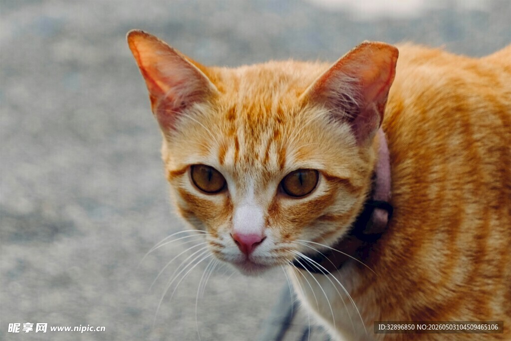 橘猫特写