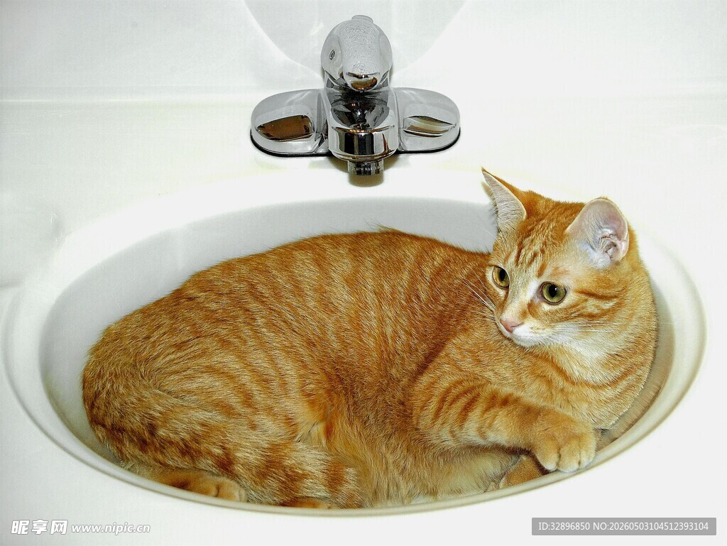 橘猫惬意蜷在洗手池