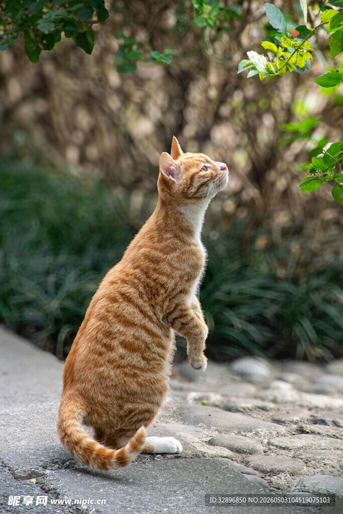 橘猫站立仰头望绿植