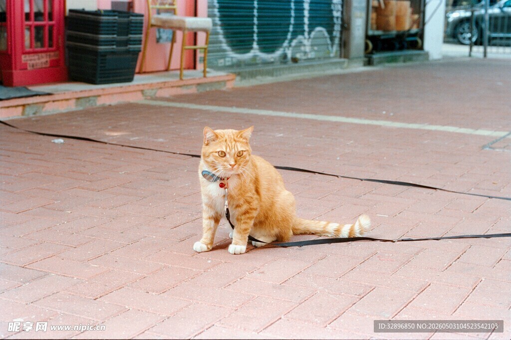 街道上的独坐橘猫