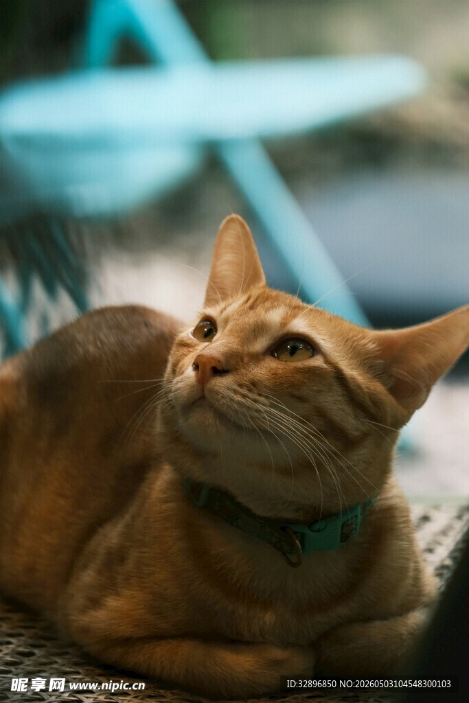 悠闲猫咪惬意躺卧