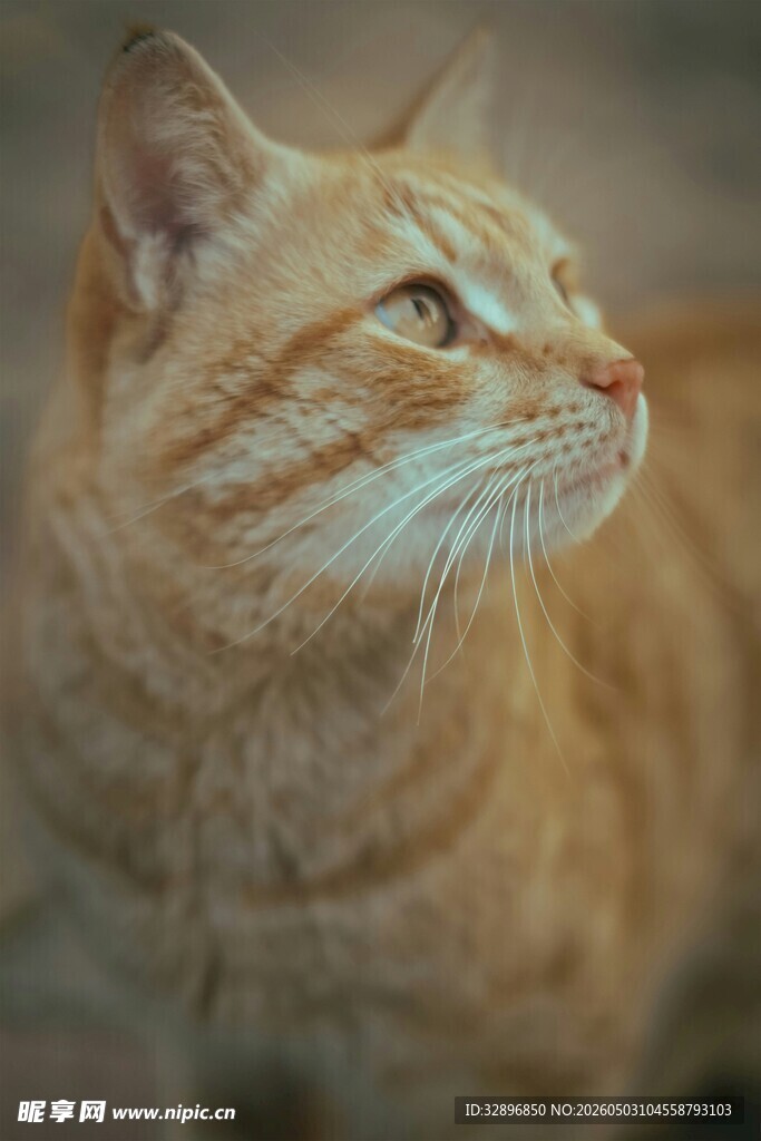 橘猫侧头特写