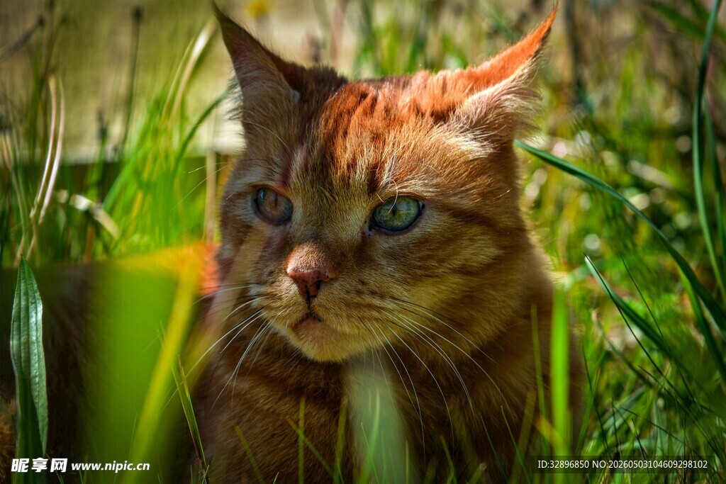 草丛中的橘猫