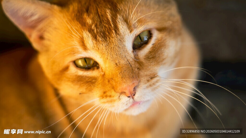 可爱橘猫特写