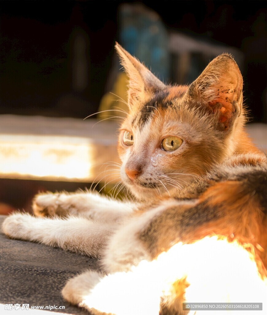 阳光下慵懒的三色猫咪