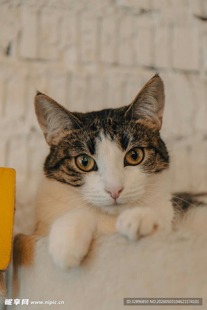 可爱猫咪趴卧好奇张望