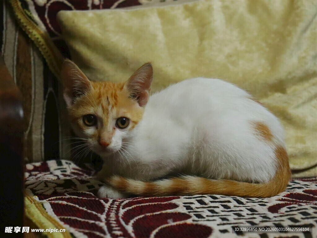 沙发上的可爱白橘猫咪