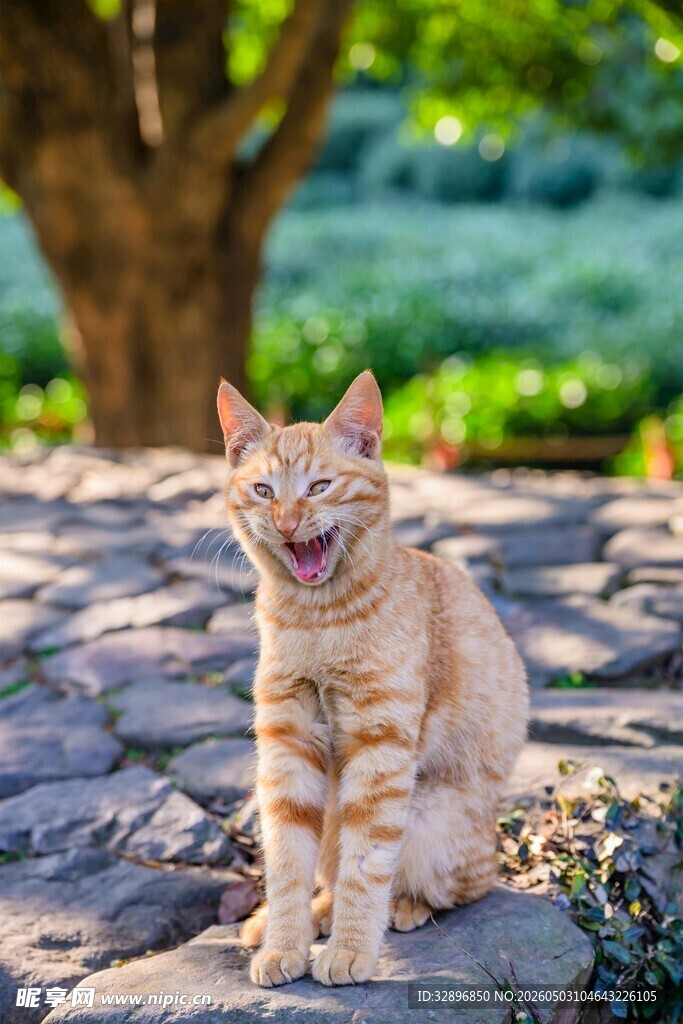 阳光下的快乐橘猫
