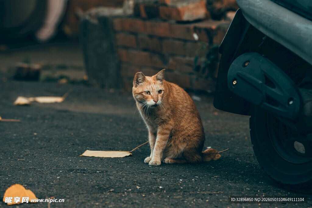路边蹲坐的橘猫