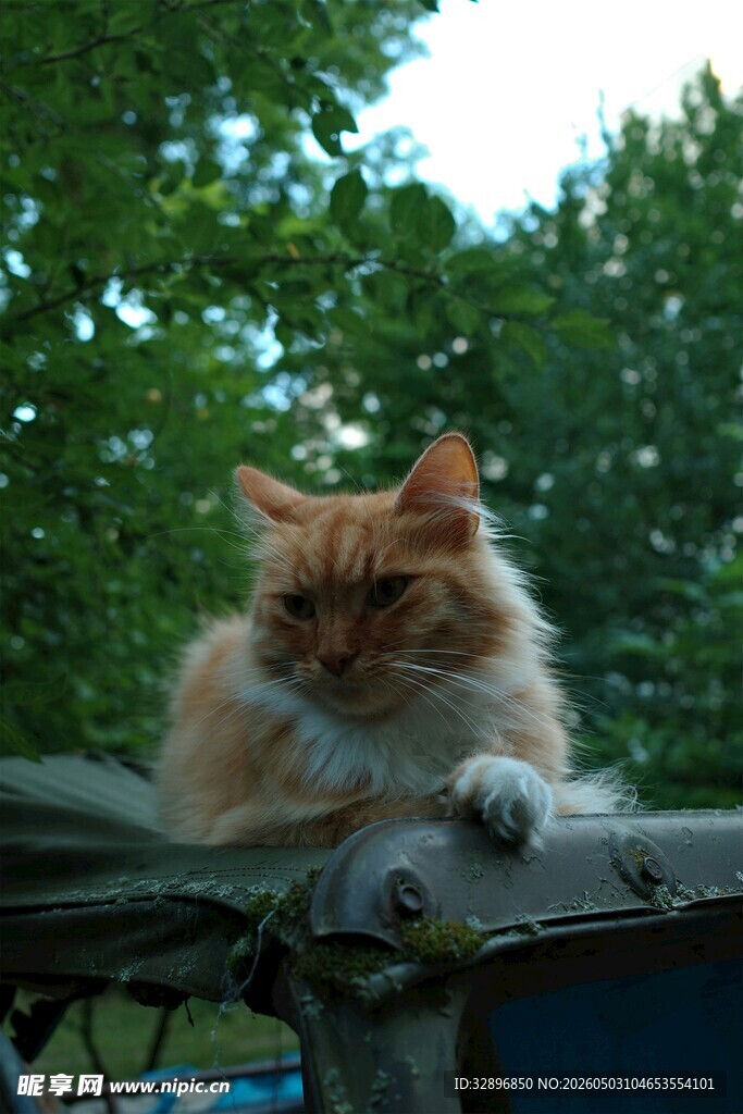 慵懒猫咪惬意趴车顶