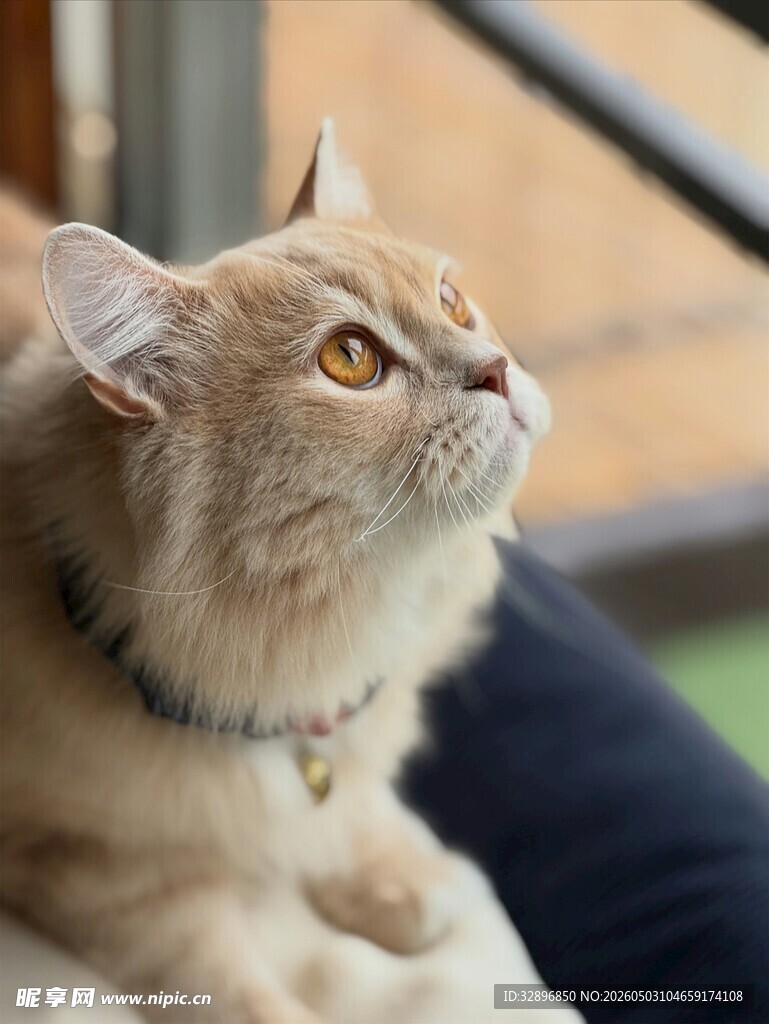 可爱金渐层猫咪仰头凝望
