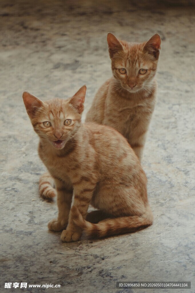 两只橘猫并排坐