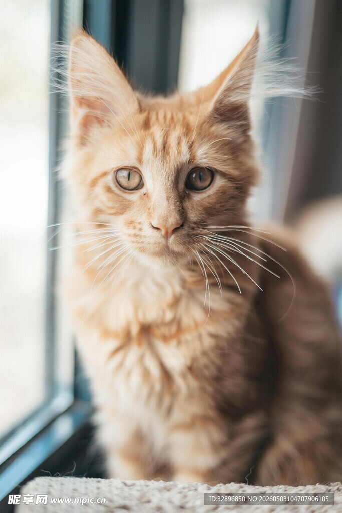 窗边可爱的橘色长毛小猫