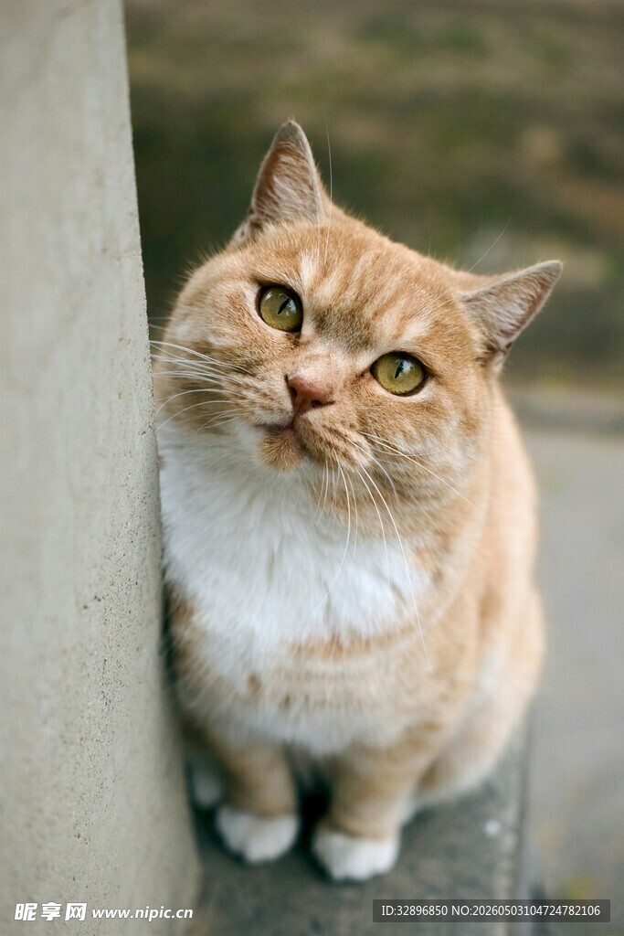 橘猫靠墙歪头萌态尽显