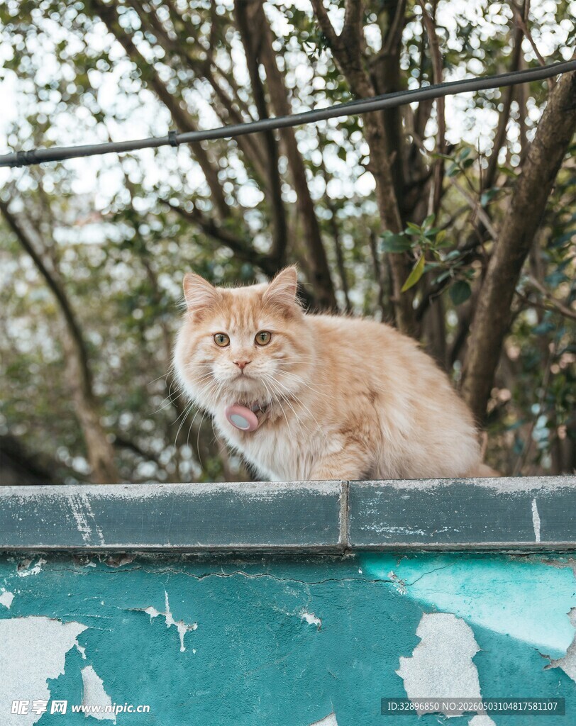 屋顶上的橘猫