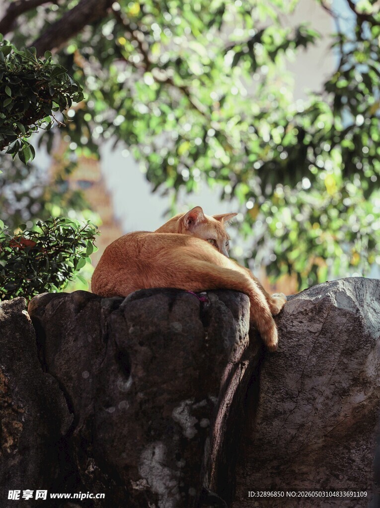 树上休憩的橘猫