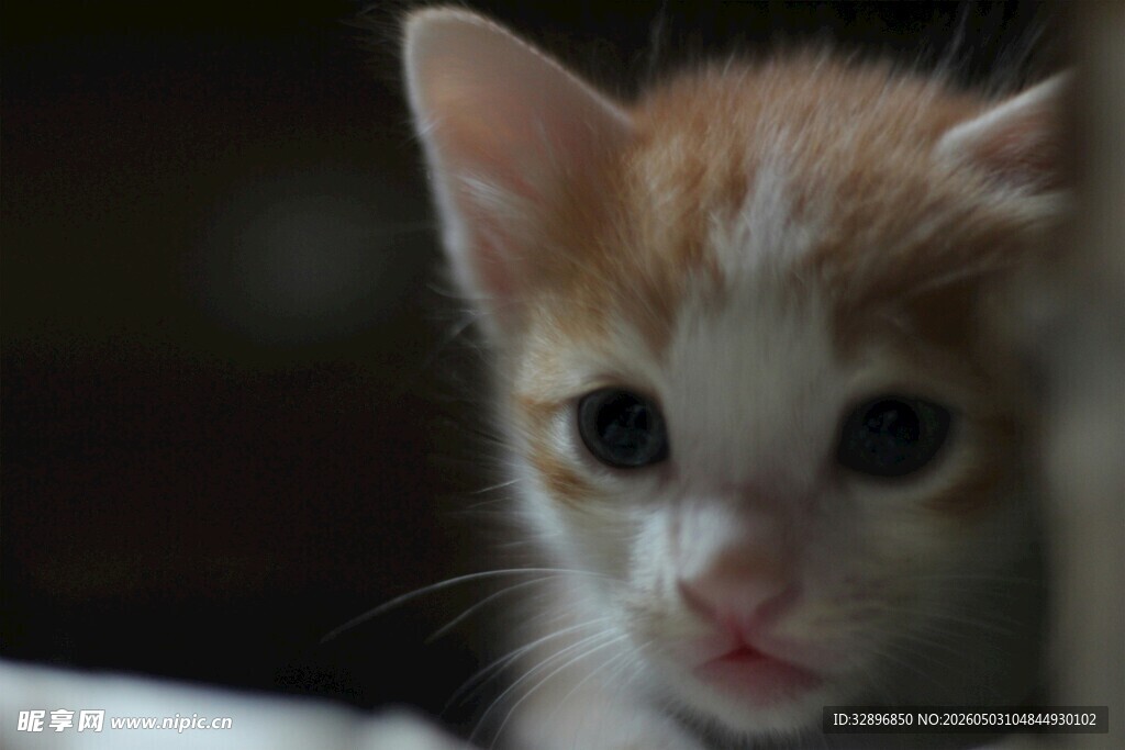 可爱小奶猫瞧向镜头