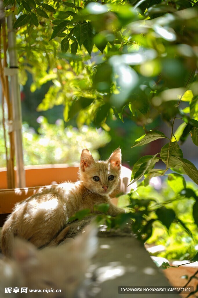 窗边猫咪沐浴于斑驳光影中
