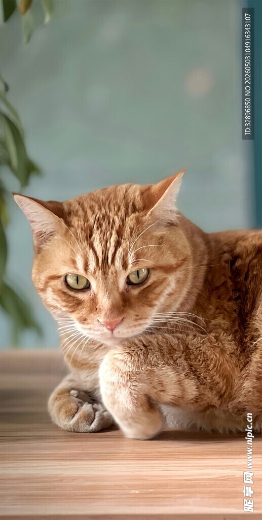 可爱猫咪趴于木质桌面
