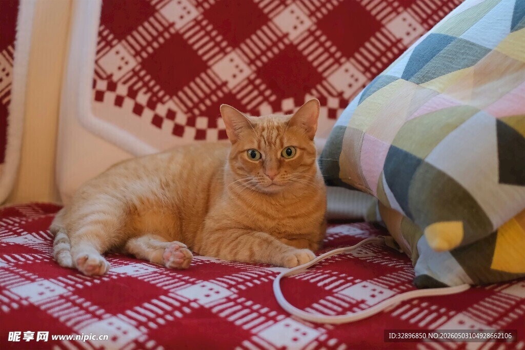 慵懒猫咪惬意躺于沙发上