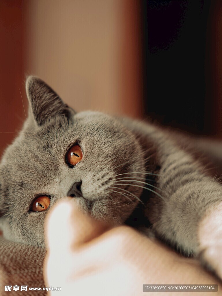 人与灰猫亲昵互动瞬间