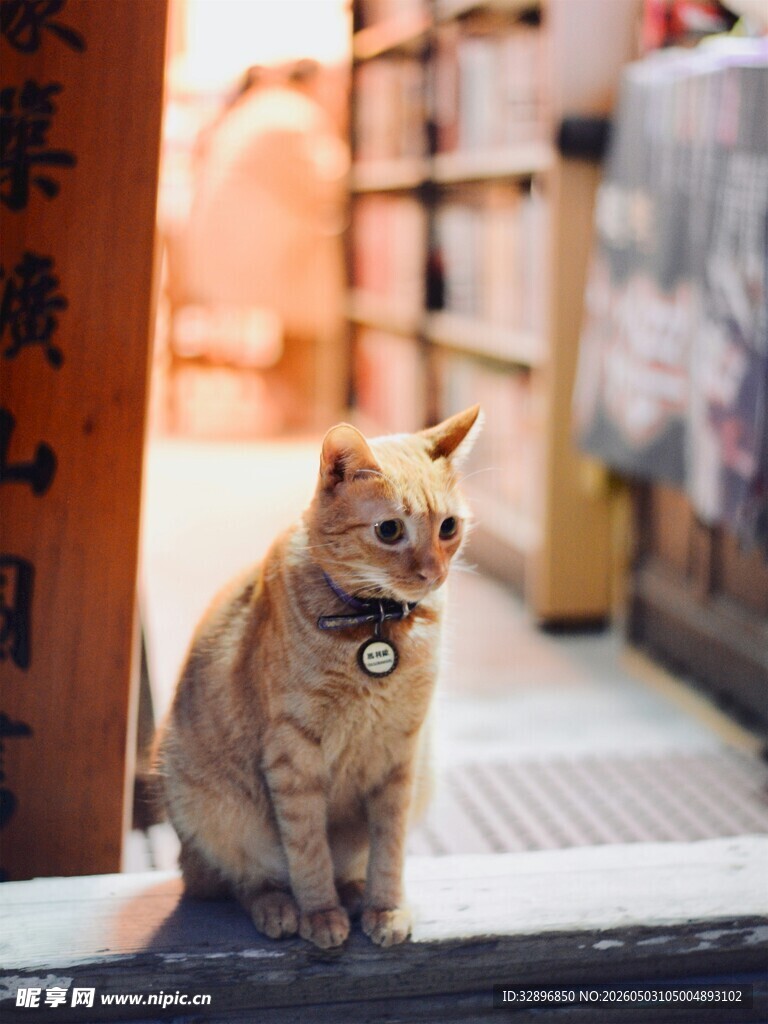 街头橘猫的悠闲瞬间