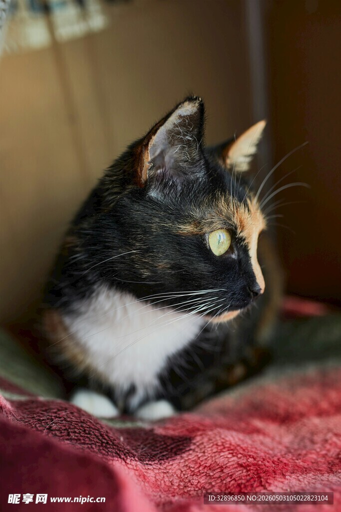 三色猫咪静卧红毯子上