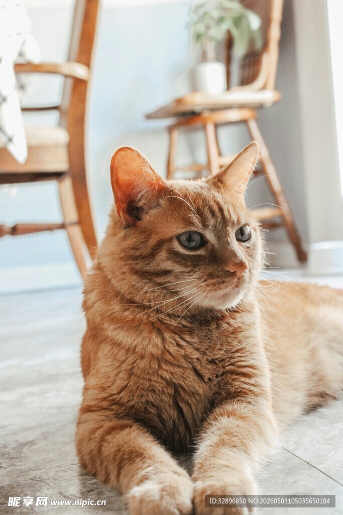 橘猫惬意趴地