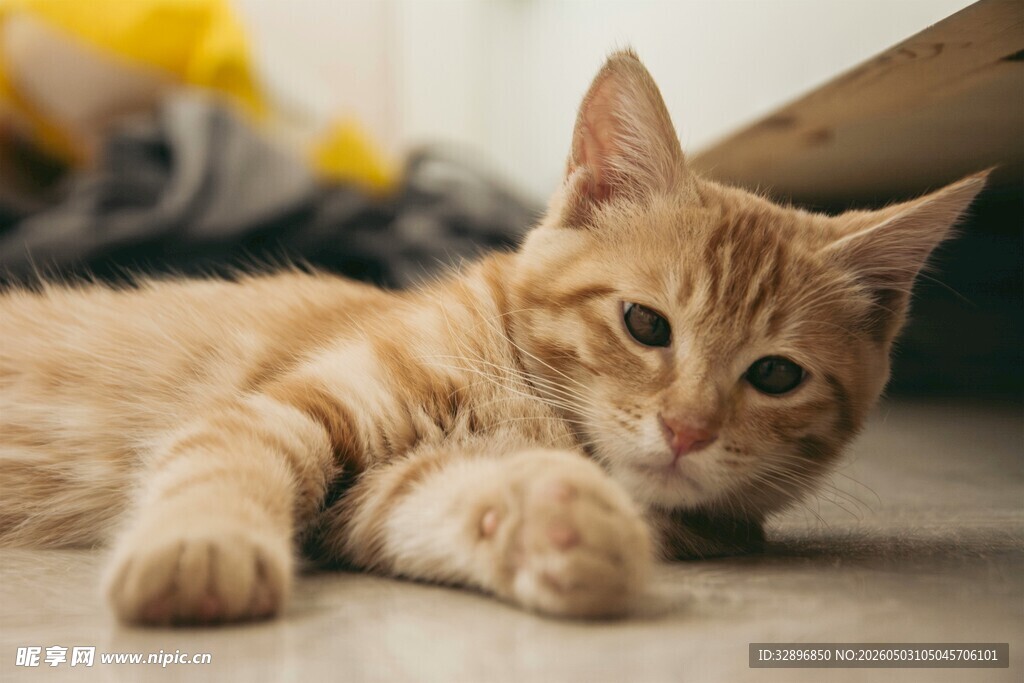 橘猫慵懒趴地