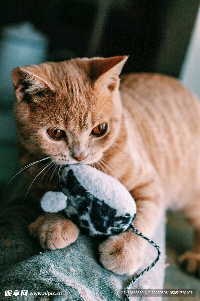 橘猫玩耍可爱小老鼠玩具