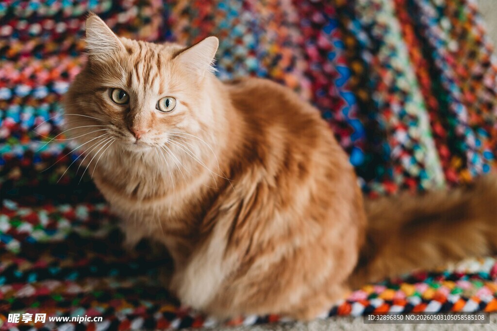橘猫端坐多彩织物上