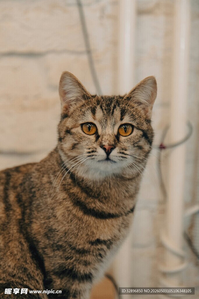 可爱斑纹猫抬头凝视