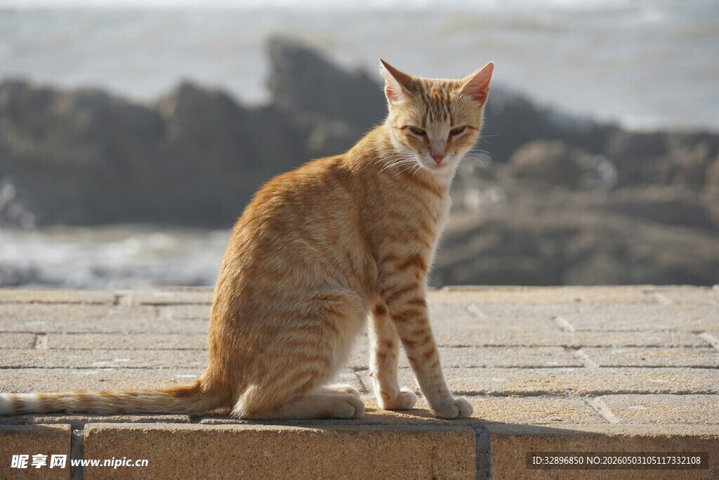 橘猫坐于户外石板上