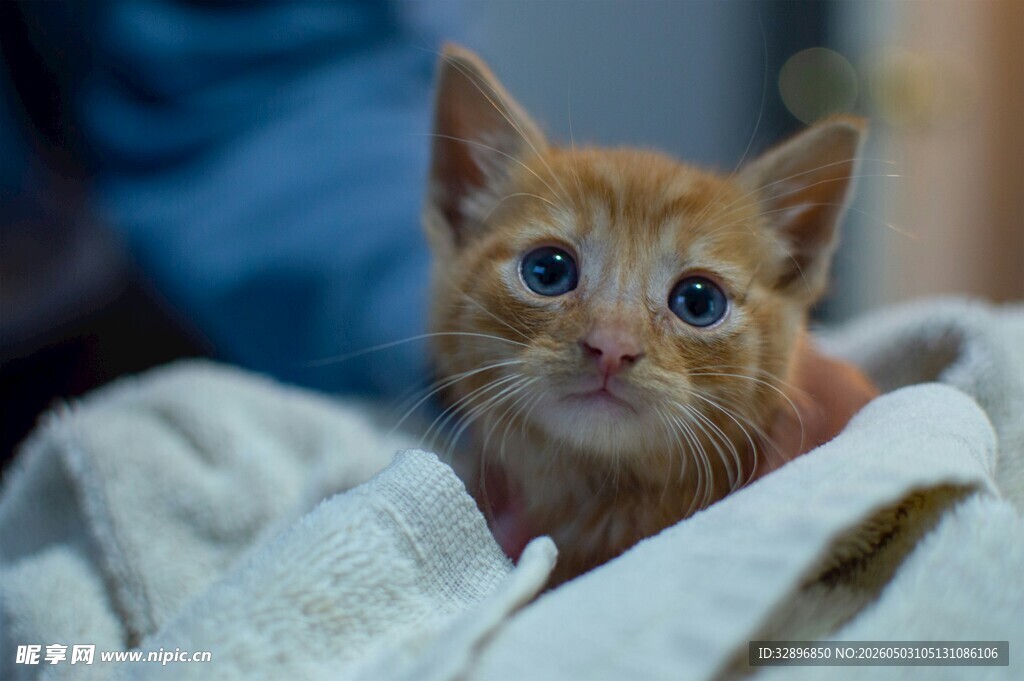 可爱小奶猫依偎在布上