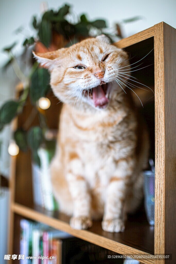 快乐橘猫架子上开怀大笑